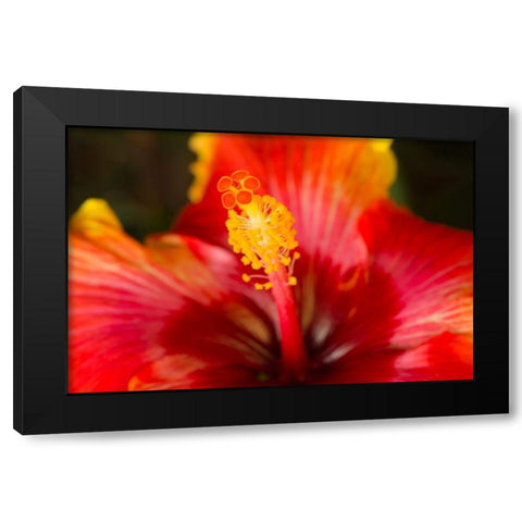 Georgia-Savannah Close-up of a hibiscus, Black Modern Wood Framed Art Print with Double Matting by Wells, Joanne