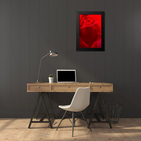 USA- Georgia- Savannah. Red rose bud in the spring. Black Modern Wood Framed Art Print by Wells, Joanne