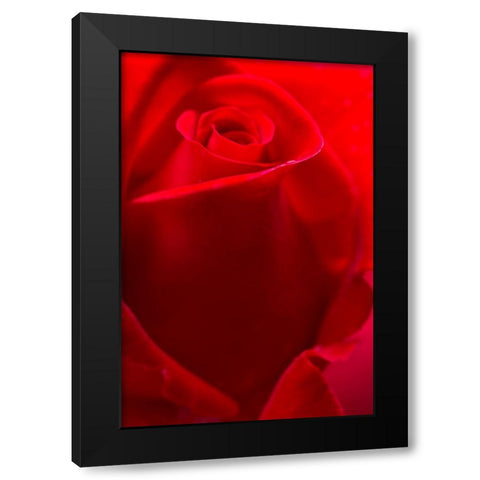 USA- Georgia- Savannah. Red rose bud in the spring. Black Modern Wood Framed Art Print with Double Matting by Wells, Joanne