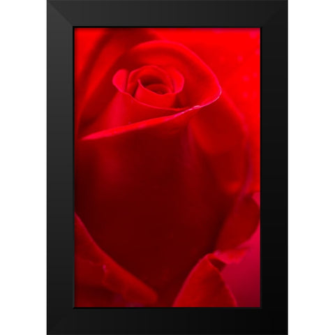 USA- Georgia- Savannah. Red rose bud in the spring. Black Modern Wood Framed Art Print by Wells, Joanne