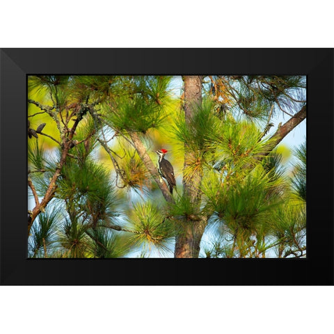 USA- Georgia- Savannah. Pileated woodpecker in tall pine tree. Black Modern Wood Framed Art Print by Wells, Joanne