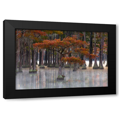 USA- Georgia- Twin City. Fall cypress tress in the fog Black Modern Wood Framed Art Print with Double Matting by Wells, Joanne