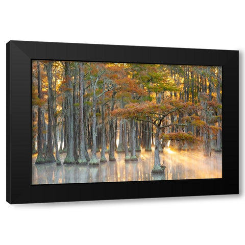 USA- Georgia- Twin City. Fall cypress tress in the fog at sunrise. Black Modern Wood Framed Art Print by Wells, Joanne