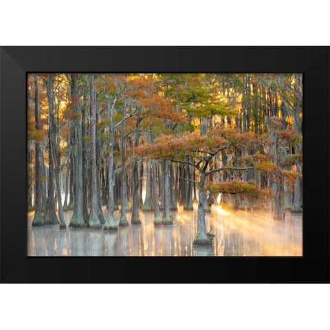 USA- Georgia- Twin City. Fall cypress tress in the fog at sunrise. Black Modern Wood Framed Art Print by Wells, Joanne