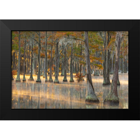 USA- Georgia- Twin City. Fall cypress tress in the fog at sunrise. Black Modern Wood Framed Art Print by Wells, Joanne