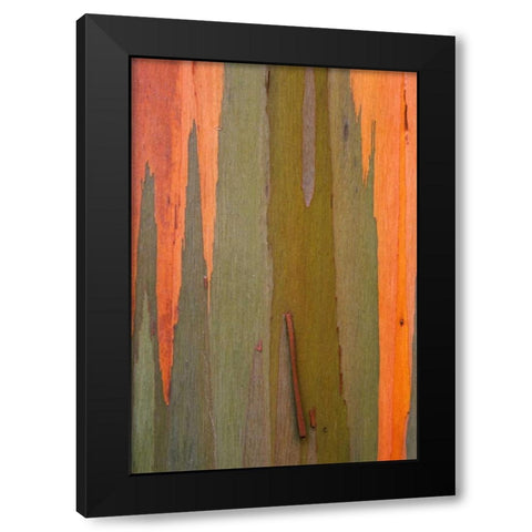 Hawaii, Kauai Detail of eucalyptus tree bark Black Modern Wood Framed Art Print with Double Matting by Flaherty, Dennis