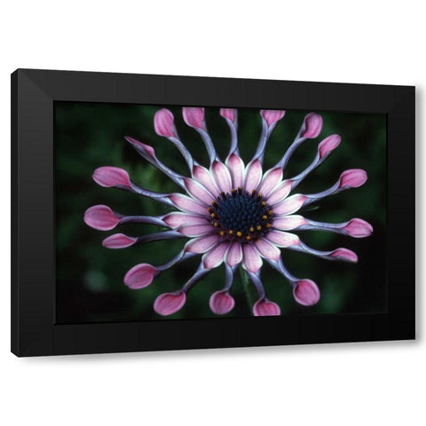 Hawaii, Maui Spoon daisy wildflower Black Modern Wood Framed Art Print by Ross, Nancy ,  Steve