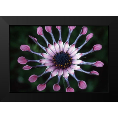 Hawaii, Maui Spoon daisy wildflower Black Modern Wood Framed Art Print by Ross, Nancy ,  Steve