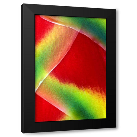 Hawaii, Maui Lobster claw or heliconia rostrata Black Modern Wood Framed Art Print by Needle, Charles