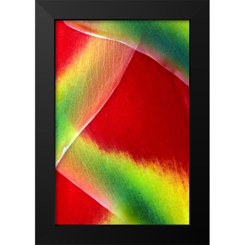 Hawaii, Maui Lobster claw or heliconia rostrata Black Modern Wood Framed Art Print by Needle, Charles