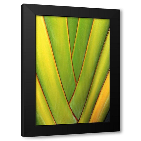 USA, Hawaii, Big Island Tropical plant abstract Black Modern Wood Framed Art Print by Ross, Nancy ,  Steve
