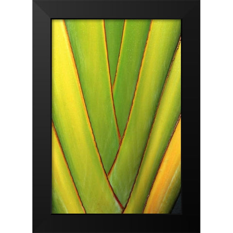 USA, Hawaii, Big Island Tropical plant abstract Black Modern Wood Framed Art Print by Ross, Nancy ,  Steve