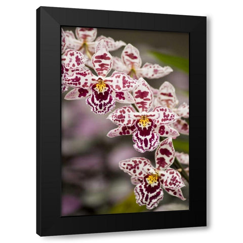 Hawaii, Hilo A spray of orchids growing Black Modern Wood Framed Art Print by Kaveney, Wendy