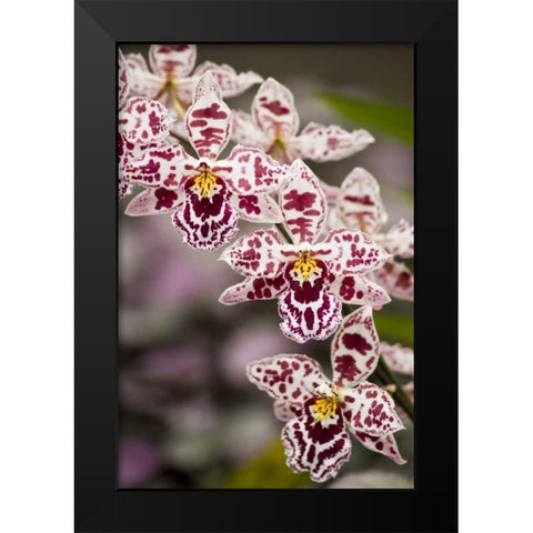 Hawaii, Hilo A spray of orchids growing Black Modern Wood Framed Art Print by Kaveney, Wendy