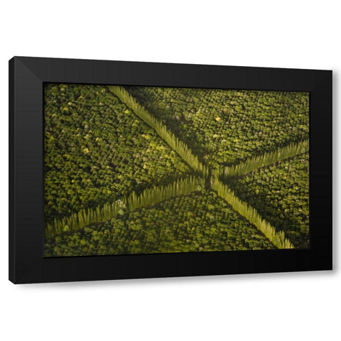 HI, Hilo Aerial view of Macadamia Nut Farm trees Black Modern Wood Framed Art Print by Kaveney, Wendy