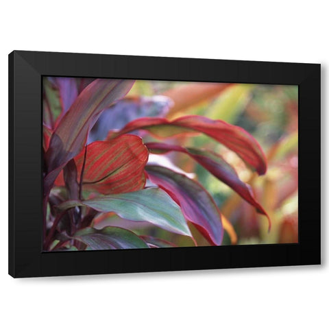 USA, Hawaii, Kauai Close-up of ti plant leaves Black Modern Wood Framed Art Print by Satushek, Steve