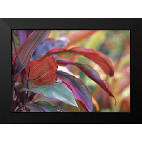 USA, Hawaii, Kauai Close-up of ti plant leaves Black Modern Wood Framed Art Print by Satushek, Steve