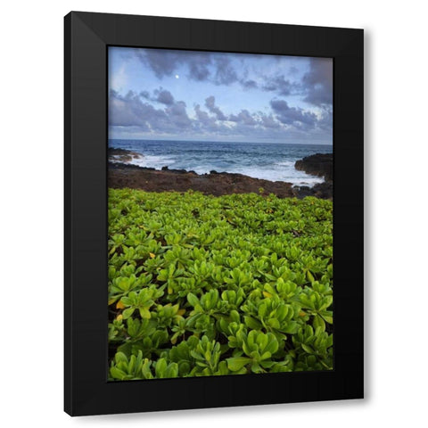 Hawaii, Kauai Plants next to rocky coastline Black Modern Wood Framed Art Print with Double Matting by Flaherty, Dennis