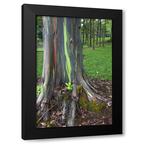 Hawaii, Kauai Colorful eucalyptus tree bark Black Modern Wood Framed Art Print with Double Matting by Flaherty, Dennis
