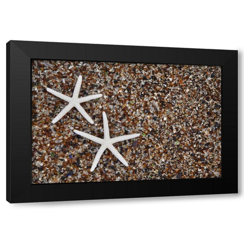 Hawaii, Kauai Starfish skeletons on Glass Beach Black Modern Wood Framed Art Print with Double Matting by Flaherty, Dennis