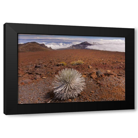 Hawaii, Maui, Haleakala NP Silversword plant Black Modern Wood Framed Art Print with Double Matting by Illg, Cathy and Gordon