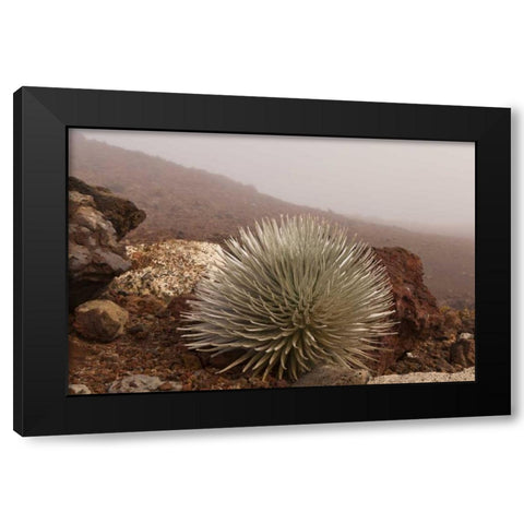 Hawaii, Maui, Haleakala NP Silversword plant Black Modern Wood Framed Art Print with Double Matting by Illg, Cathy and Gordon