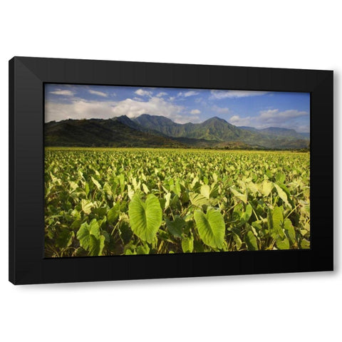 USA, Hawaii, Kauai Taro fields in Hanalei Valley Black Modern Wood Framed Art Print by Flaherty, Dennis