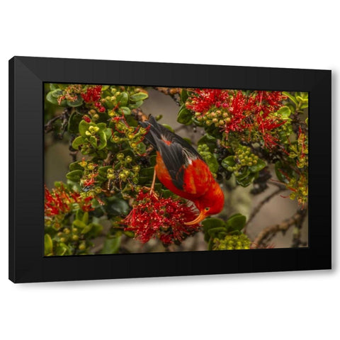 HI, Hakalau Forest NWR Iiwi bird feeding on ohia Black Modern Wood Framed Art Print by Illg, Cathy and Gordon