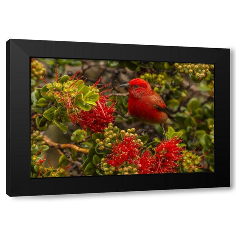 HI, Hakalau Forest NWR Apapane bird feeding Black Modern Wood Framed Art Print with Double Matting by Illg, Cathy and Gordon