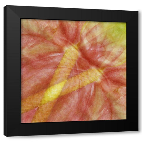 USA, Hawaii Anthurium flower montage Black Modern Wood Framed Art Print with Double Matting by Bush, Marie