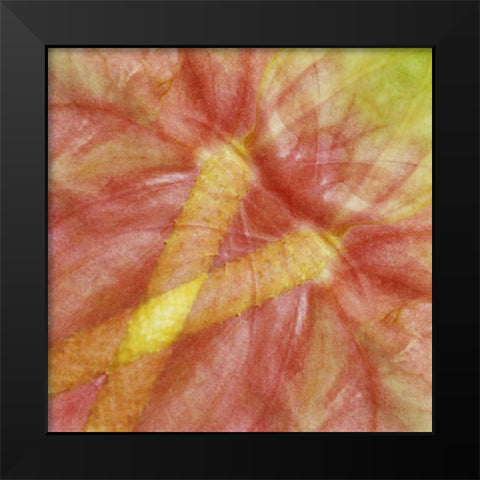 USA, Hawaii Anthurium flower montage Black Modern Wood Framed Art Print by Bush, Marie