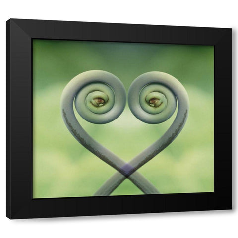 Hawaii Frond montage at Akaka Falls State Park Black Modern Wood Framed Art Print by Bush, Marie