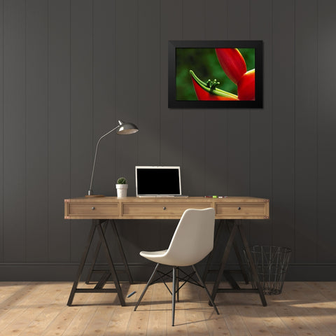 Hawaii, Hilo Heliconia flower close-up Black Modern Wood Framed Art Print by Bush, Marie