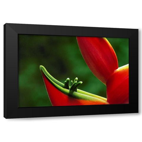 Hawaii, Hilo Heliconia flower close-up Black Modern Wood Framed Art Print by Bush, Marie