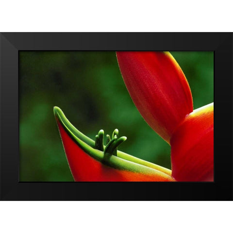 Hawaii, Hilo Heliconia flower close-up Black Modern Wood Framed Art Print by Bush, Marie