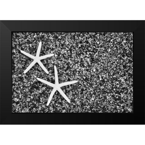 Hawaii, Kauai Starfish skeletons at Glass Beach Black Modern Wood Framed Art Print by Flaherty, Dennis