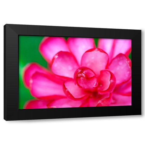 Hawaii-Kauai Ginger flower abstract Black Modern Wood Framed Art Print with Double Matting by Jaynes Gallery