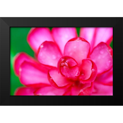 Hawaii-Kauai Ginger flower abstract Black Modern Wood Framed Art Print by Jaynes Gallery