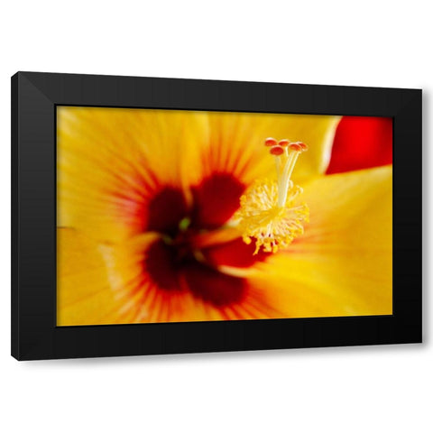 Hawaii-Kauai Detail of hibiscus flower Black Modern Wood Framed Art Print with Double Matting by Jaynes Gallery