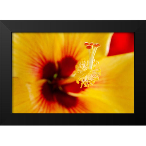 Hawaii-Kauai Detail of hibiscus flower Black Modern Wood Framed Art Print by Jaynes Gallery