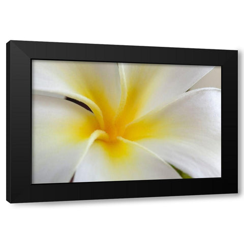Hawaii-Kauai Detail of a plumeria flower Black Modern Wood Framed Art Print with Double Matting by Jaynes Gallery