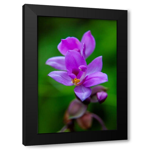 Hawaii-Kauai Close-up of wild orchid flower Black Modern Wood Framed Art Print with Double Matting by Jaynes Gallery