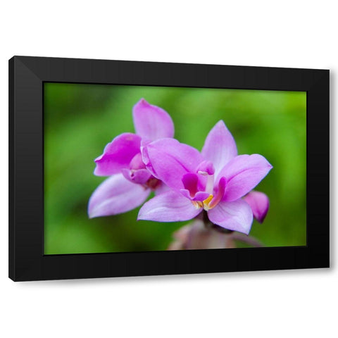 Hawaii-Kauai Close-up of wild orchid flower Black Modern Wood Framed Art Print with Double Matting by Jaynes Gallery