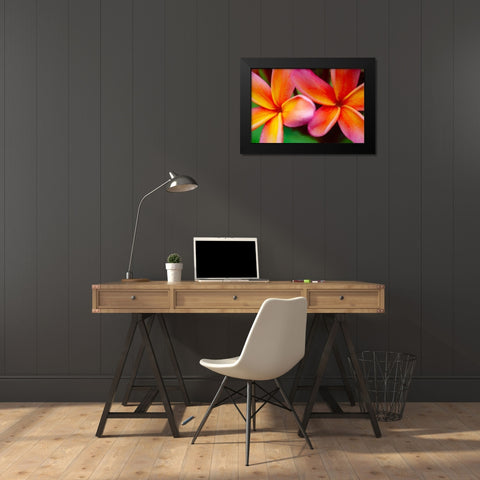 Hawaii-Kauai Abstract of plumeria flowers Black Modern Wood Framed Art Print by Jaynes Gallery