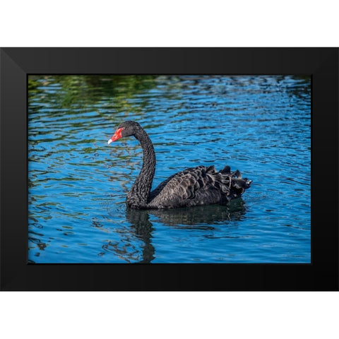 Black Swan Black Modern Wood Framed Art Print by Engelbrecht, Jim