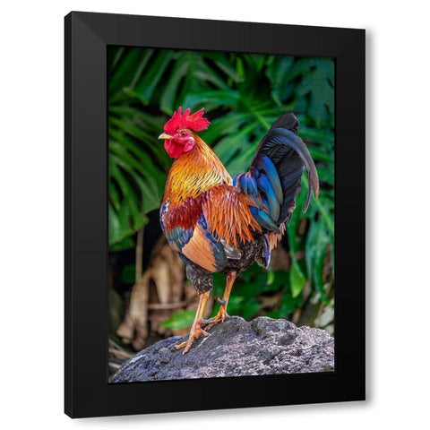 Feral rooster-Kauai-Hawaii-USA Black Modern Wood Framed Art Print by Engelbrecht, Jim