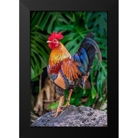 Feral rooster-Kauai-Hawaii-USA Black Modern Wood Framed Art Print by Engelbrecht, Jim