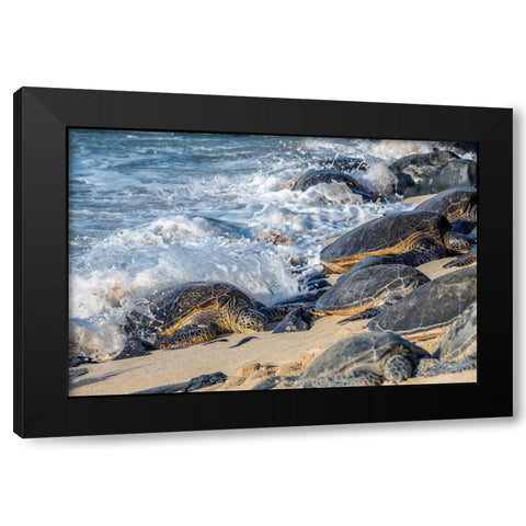 Green Sea Turtles-Maui-Hawaii-USA Black Modern Wood Framed Art Print with Double Matting by Engelbrecht, Jim