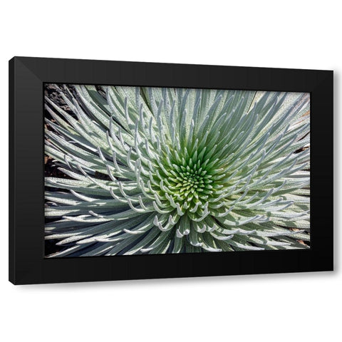 Haleakala silversword-Maui-Hawaii-USA Black Modern Wood Framed Art Print with Double Matting by Engelbrecht, Jim