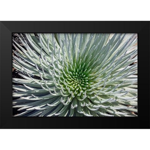 Haleakala silversword-Maui-Hawaii-USA Black Modern Wood Framed Art Print by Engelbrecht, Jim